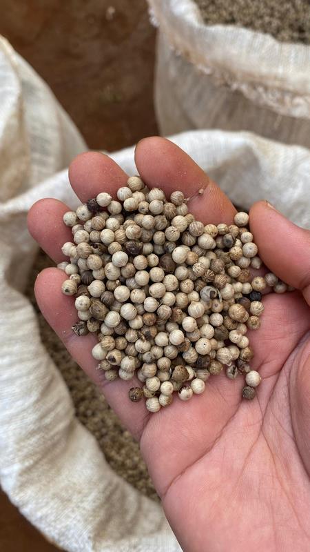 eximoraglobalindonesia gallery (11) eximoraglobalindonesia gallery (11)