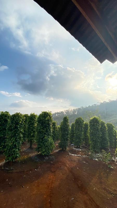 eximoraglobalindonesia gallery (12) eximoraglobalindonesia gallery (12)