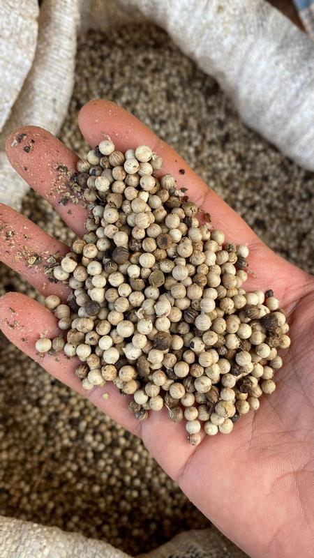 eximoraglobalindonesia gallery (13) eximoraglobalindonesia gallery (13)