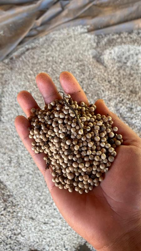 eximoraglobalindonesia gallery (16) eximoraglobalindonesia gallery (16)