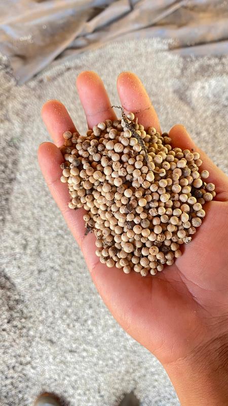 eximoraglobalindonesia gallery (17) eximoraglobalindonesia gallery (17)