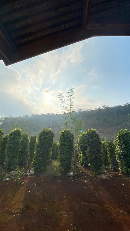 eximoraglobalindonesia gallery (2) eximoraglobalindonesia gallery (2)