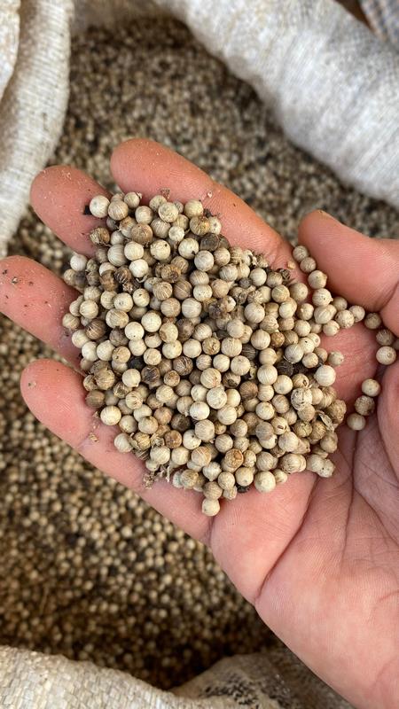 eximoraglobalindonesia gallery (23) eximoraglobalindonesia gallery (23)