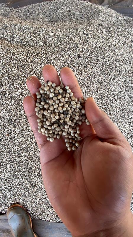 eximoraglobalindonesia gallery (3) eximoraglobalindonesia gallery (3)