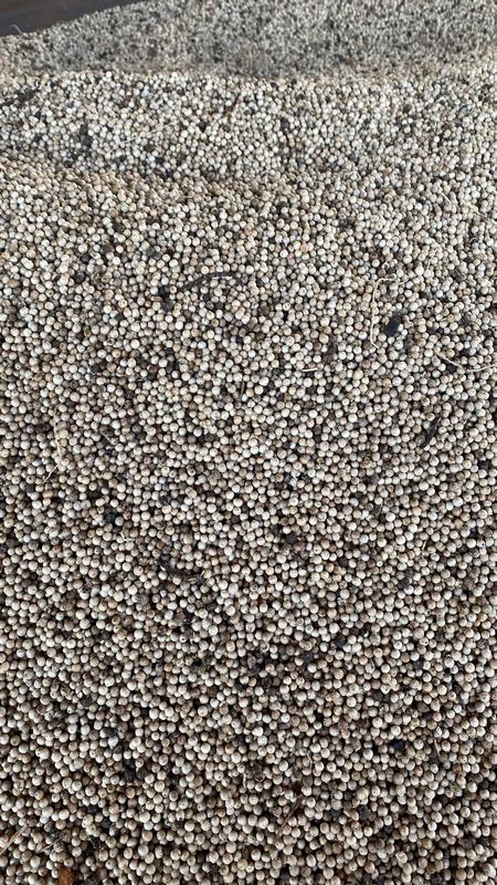 eximoraglobalindonesia gallery (5) eximoraglobalindonesia gallery (5)